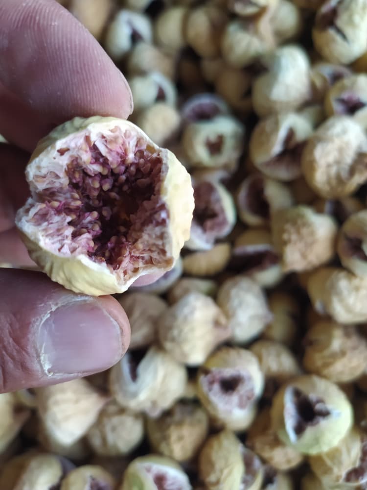 فروش انجیر دهان باز سایز آ + قیمت مناسب